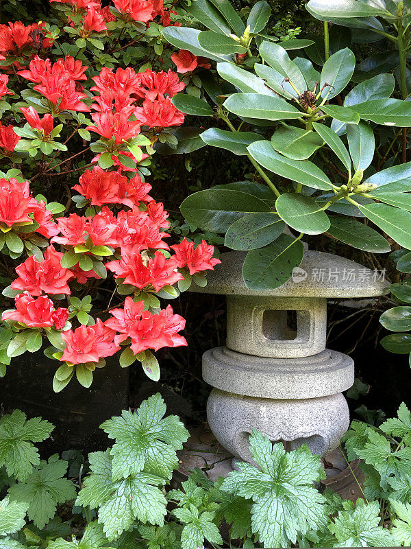 东方花园中花岗岩日本花灯塔的形象与红橙色的杜鹃花/开花的杜鹃花植物，圆石花岗岩雪灯与弯曲的脚maru yukimi / marukia风格的日本园林照片